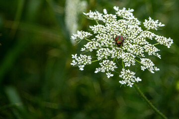 Beetle on a white flower