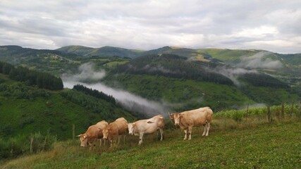 Fototapeta na wymiar Rebaño de vacas en los Ancares lucenses, Galicia