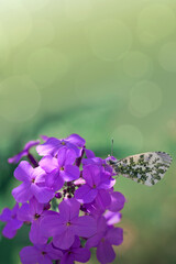 Obraz na płótnie Canvas Butterfly on wild purple flowers in rays of sunlight.