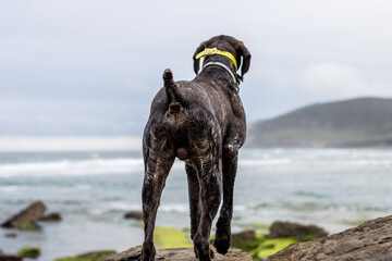portrait seen from behind of a German Braque dog observing the sea.