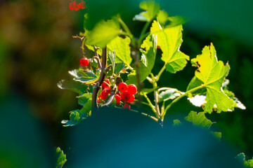 red currants in the sunshine in the kitchen garden