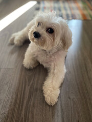 Bichon maltese dog 
