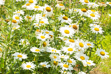 detail field daisies or bellis perennis chiribita with a minimalist and beautiful sense