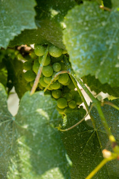 detail of a bunch of fresh organic grapes for making chacoli wine in the basque country