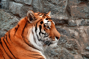 The muzzle of the Amur tiger in profile, close-up. Calm confident look of a predator.