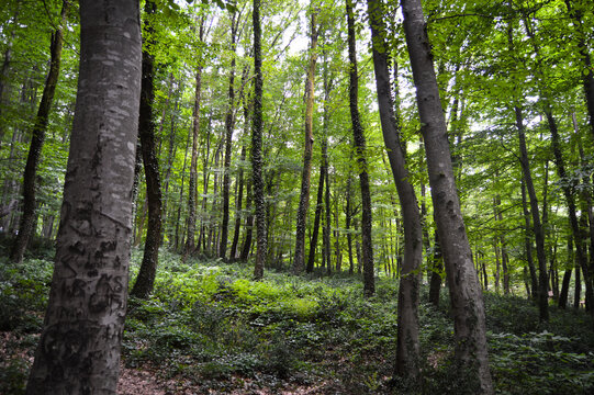 “Woods Background” Images – Browse 483 Stock Photos, Vectors, and Video