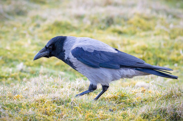 Hooded crow scavenging for food in grassland