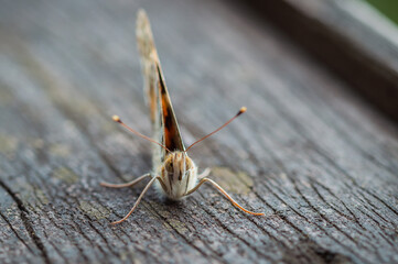 Painted lady butterfly seen from the front