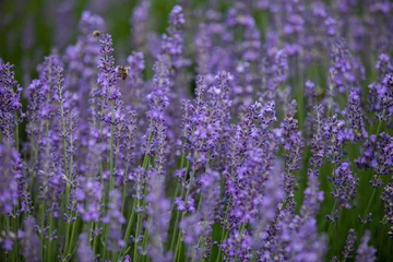 Gordijnen Blooming lavender bushes. Lavender field.  © Юлия Лисяная