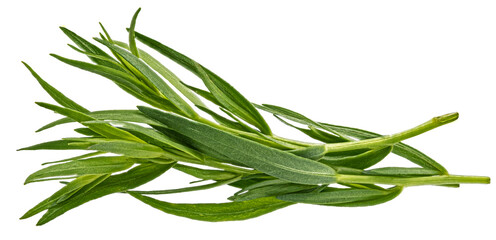 Tarragon isolated on white background