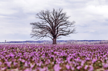Fototapeta na wymiar Big tree with purple henbit field near Columbia, Missouri