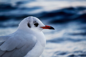 Portrait of a seagull 