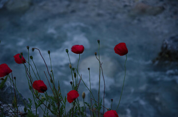 Obraz premium Poppies 