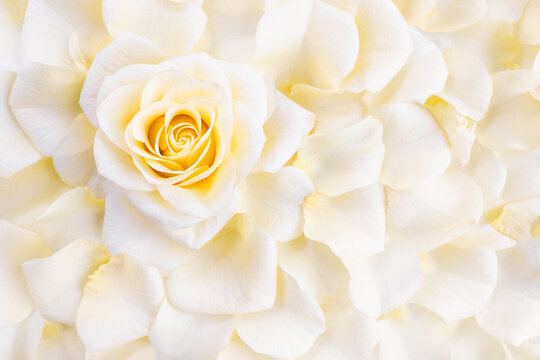White rose surrounded by petals. Flower explosion. Gentle floral background for wedding card or invitation. Selective focus, copy space