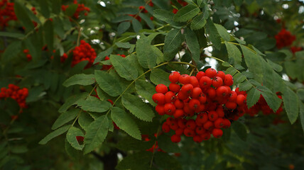 Rowan berry plant, close up
