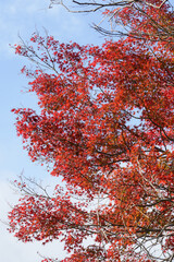 日本楓の紅葉