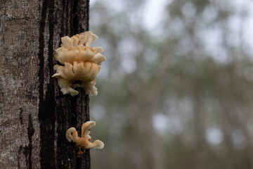 Mushrooms grow on rubber trees.