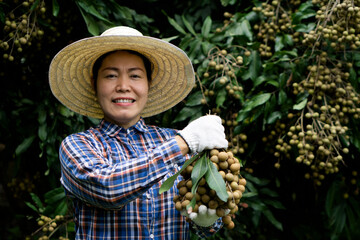 Portrait of happy Asian woman farmer is at orchard,  wears hat, plaid shirt, holds longan fruit,...
