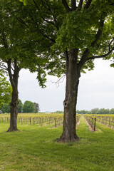 Tall trees with rows of grapevines in a vineyard

