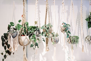 a row of hanging plants in bonehmian boho plant holders against a white wall