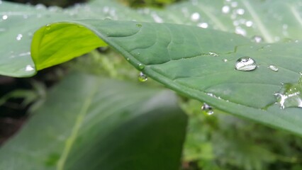 Very fresh taro leaf background.