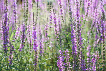 Naklejka premium Many flowering Purple loosestrife ( lythrum salicaria)