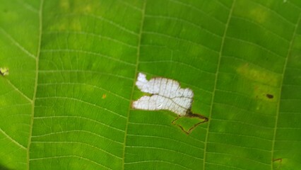 Fresh textured leaves background.