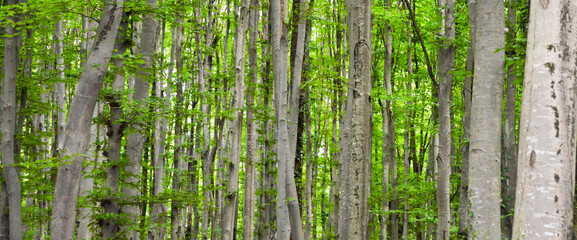 Thin and long stem hornbeam forest texture composed of dense trees