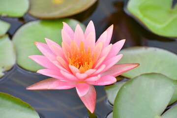 ピンク色の睡蓮の花