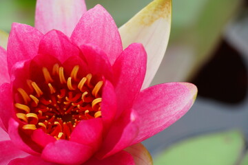 濃いピンクの睡蓮の花