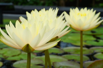 黄色い睡蓮の花