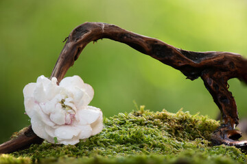 Rose clerodendrum or clerodendrum chinense flower on nature background.