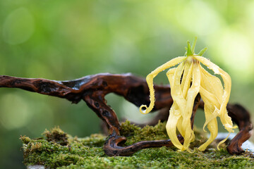 Fototapeta premium Ylang ylang or cananga odorata flower on nature background.