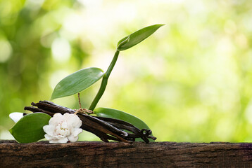 Vanilla dried pods and branch green leaves on nature background.