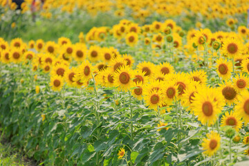 Obraz premium 満開のひまわり畑