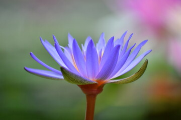 Fototapeta premium 紫のスイレンの花