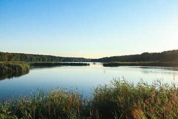 A lake surrounded by a coniferous forest against a cloudless sky. Landscape. Photo of nature.