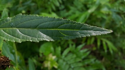 Fresh textured leaves background.