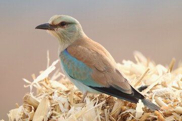 lilac roller