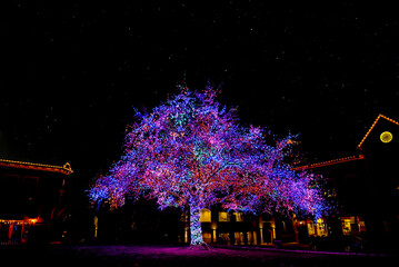 The Magic Tree in Columbia, Missouri