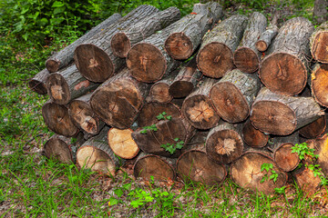 Timber wooden stacked logs . Pile of woods in the forest 