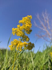 yellow flowers on blue sky
