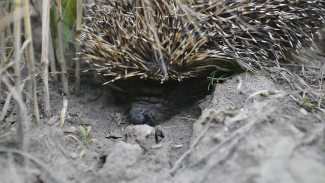 a small hedgehog crawls through the dry stalks of wheat. the night hunter for rodents and snakes curled up, put out a wet nose and puffs the air