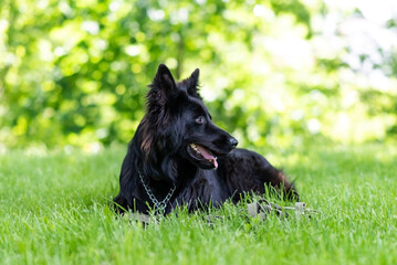 Beautiful black shepherd dog on the grass, on a green background.