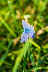 Bläuling - Flügel - Schmetterling - blau
