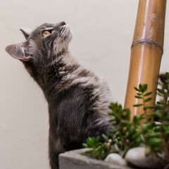 Gatos