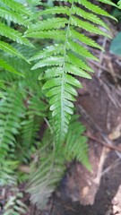 Photo of a small animal on a leaf.