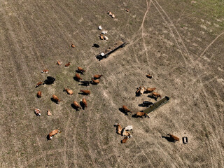 Fototapeta na wymiar Aerial view of a small herd of cows in Brandenburg, Germany