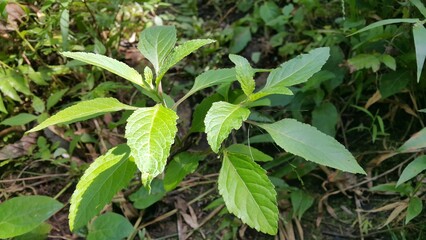 Fresh textured leaves background.
