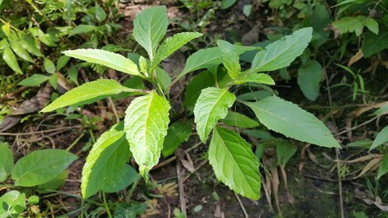 Fresh textured leaves background.